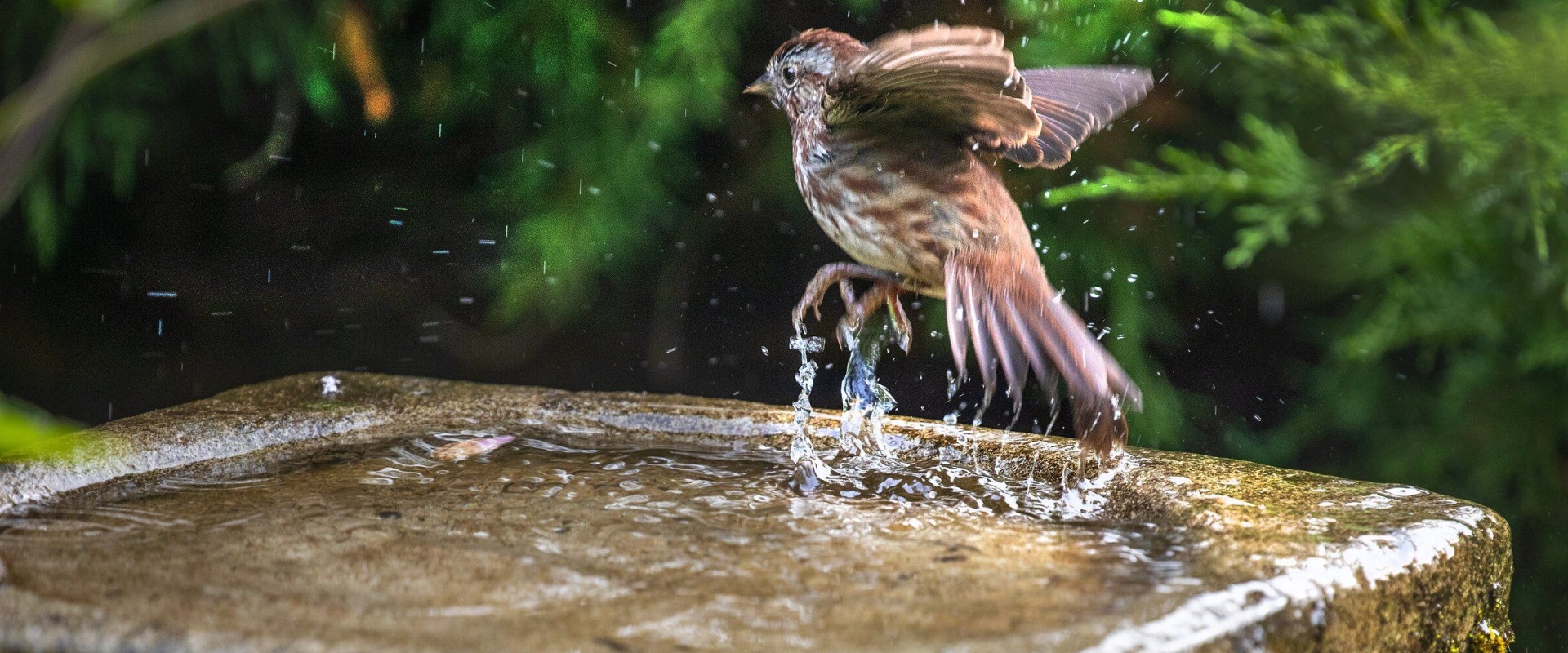 Birdwatching in King County, Washington: A Must-Do Activity for Nature Lovers