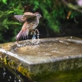 Birdwatching in King County, Washington: A Must-Do Activity for Nature Lovers