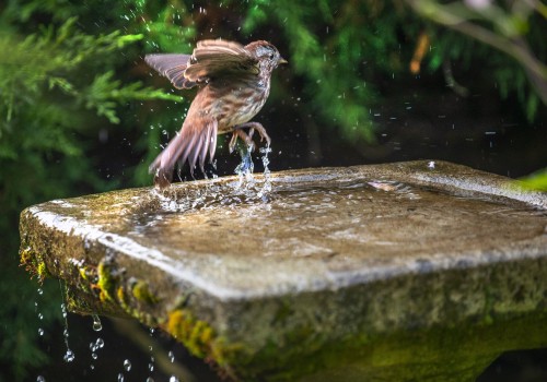 Birdwatching in King County, Washington: A Must-Do Activity for Nature Lovers